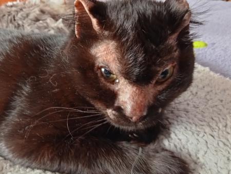 In the Urals, veterinarians treated a cat injured in a fire and found a home for it